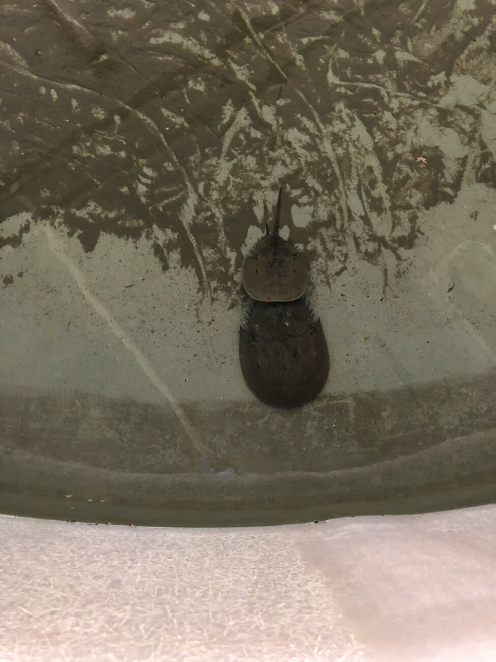 Horseshoe crab FAB Lab